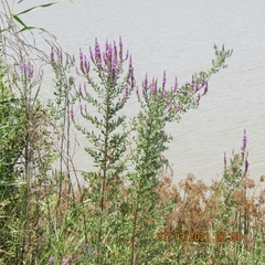 Lythrum salicaria