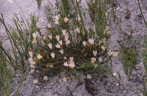 Image of Roella dregeana by (c) Tom Lloyd Evans, some rights reserved (CC BY-SA)