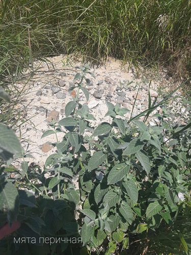 Mentha ×piperita iNat (3)