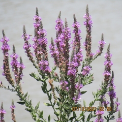 Lythrum salicaria