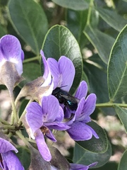 Osmia ribifloris ribifloris