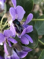 Osmia ribifloris ribifloris