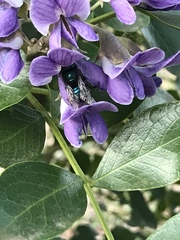 Osmia ribifloris ribifloris