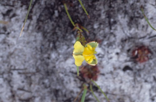 Fleshlip Shield Orchid (Ceratandra harveyana)