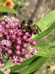Bombus sitkensis