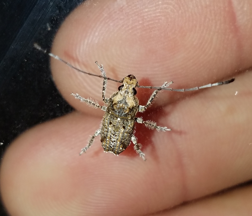 Toxonotus fascicularis