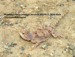 Phrynocephalus persicus