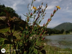 Hypericum pratense