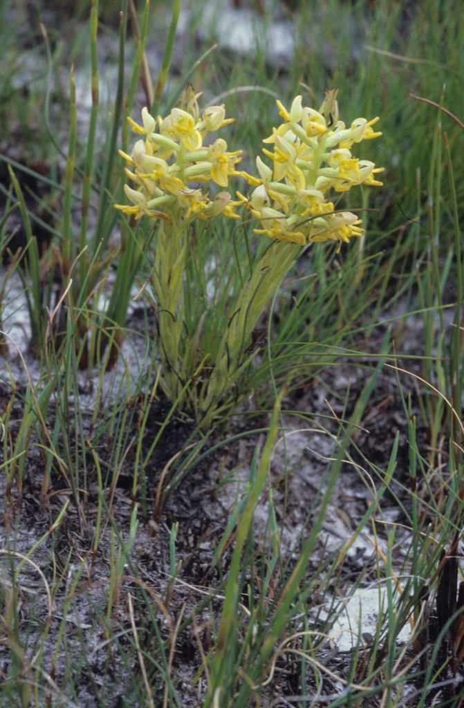 Ceratandra atrata