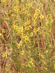 Verbascum sinuatum