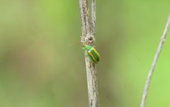 Diabrotica porracea