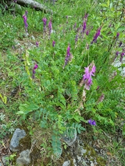 Hedysarum caucasicum