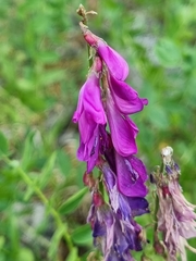 Hedysarum caucasicum