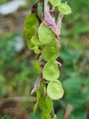 Hedysarum caucasicum