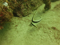 Eques lanceolatus