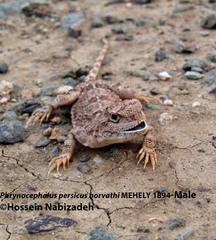 Phrynocephalus persicus