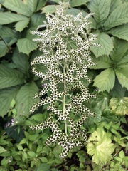 Rodgersia