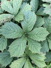 Rodgersia