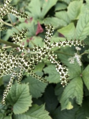 Rodgersia