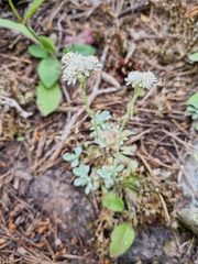 Antennaria caucasica