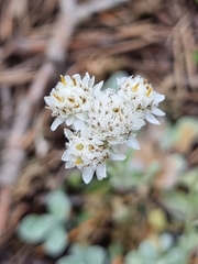 Antennaria caucasica