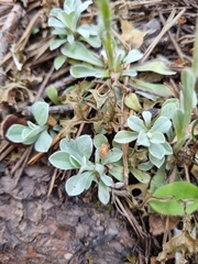 Antennaria caucasica