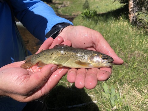 Apache Trout