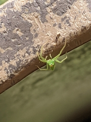 Lyssomanes viridis