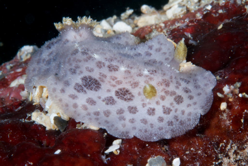 Spotted Foot Nudibranch