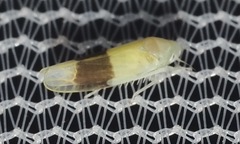 Typhlocyba transviridis