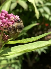 Bombus sitkensis