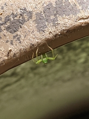Lyssomanes viridis