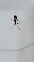 Hemiptera