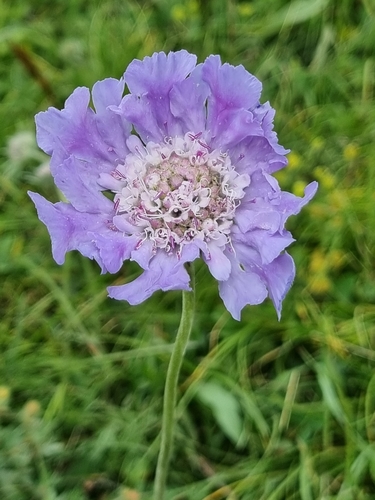 Perennial Scabious