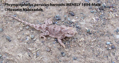 Phrynocephalus persicus