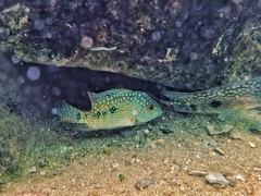 Herichthys carpintis