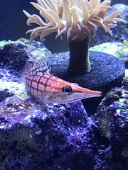 Oxycirrhites