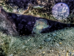 Herichthys carpintis