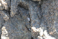 Echinolittorina placida