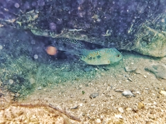 Herichthys carpintis