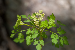 Thaspium chapmanii