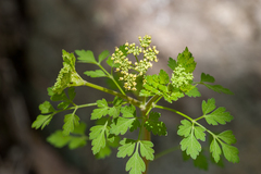 Thaspium chapmanii
