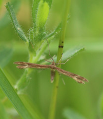 Marasmarcha lunaedactyla