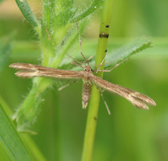 Marasmarcha lunaedactyla