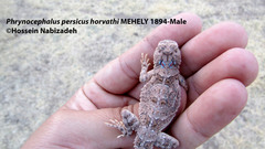 Phrynocephalus persicus