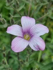 Linum hypericifolium