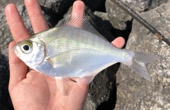 Hyperprosopon argenteum