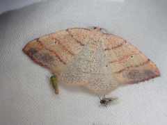 Drepanulatrix carnearia