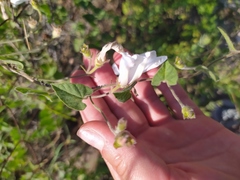 Convolvulus betonicifolius