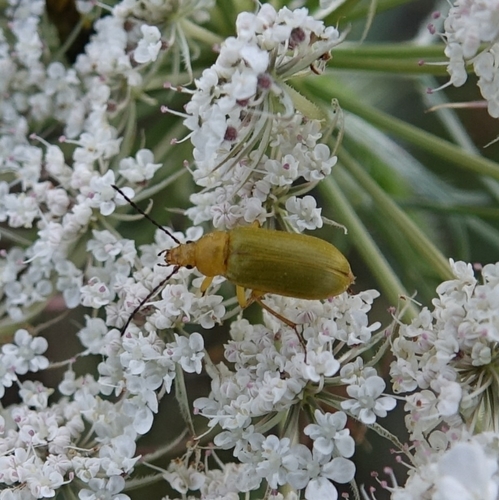Sulphur Beetle, Uitkijkpunt de Waterral, Unnamed Road, 1797, 1797 Den Hoorn Texel, Nederland, photo 5 of 10